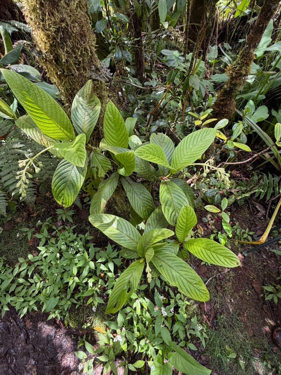 38. Bertiera rufa Bois de raisin Rubiaceae ENDEMIQUE LA REUNION