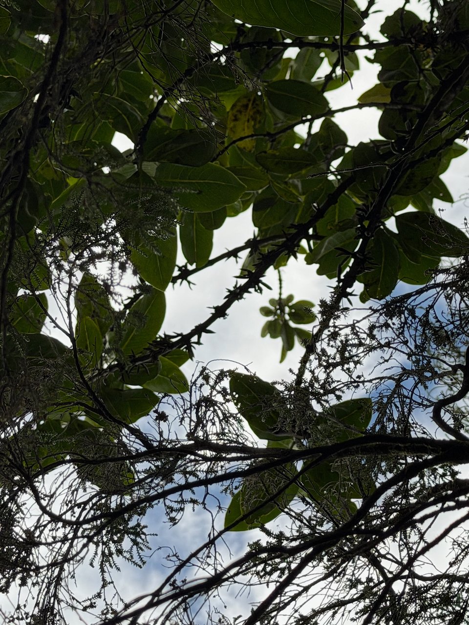 4. Geniostoma borbonicum Bois de piment Loganiaceae ENDEMIQUE LA REUNION, MAURICE