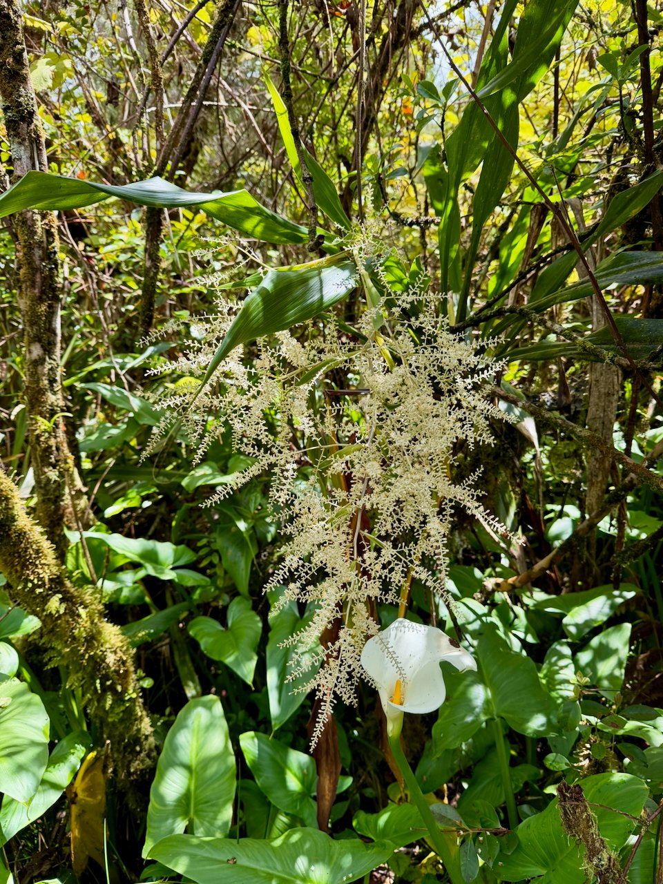 40. Fleur  Cordyline mauritiana Canne marron Asparagaceae ENDEMIQUE LA REUNON, MAURICE