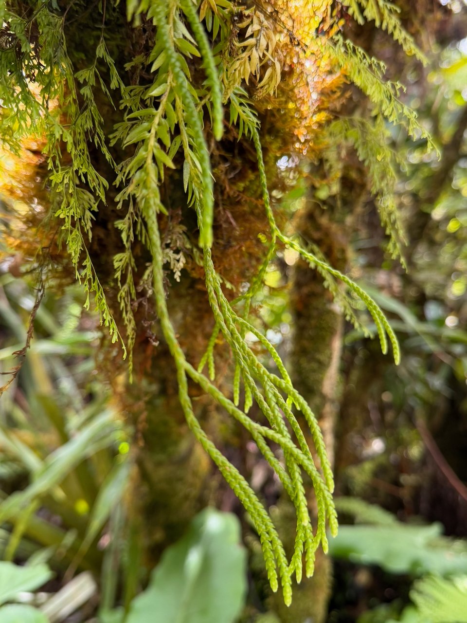 41. Phlegmariurus ophioglossoides Epaulette Lycopodiaceae INDIGENE LA REUNION