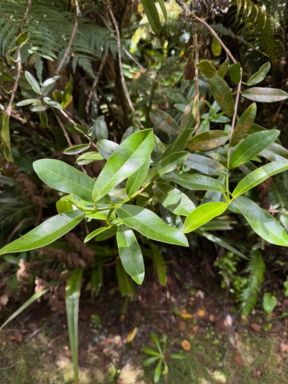 42. Melicope obscura Bois de catafaille Rutaceae ENDEMIQUE LA REUNION