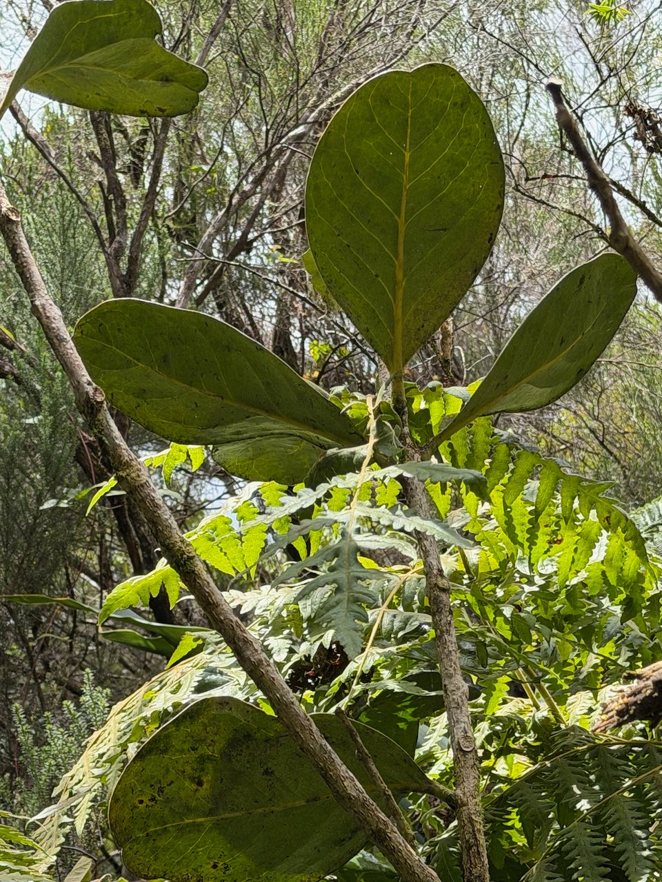 43. Tambourissa crassa Bois de bombarde Monimiaceae ENDEMIQUE LA REUNION