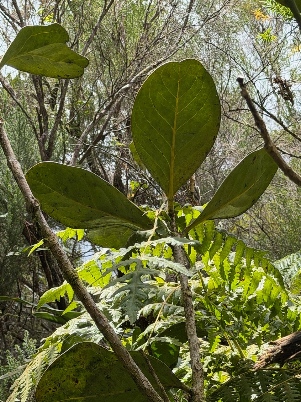 43. 1. Tambourissa crassa Bois de bombarde Monimiaceae ENDEMIQUE LA REUNION.