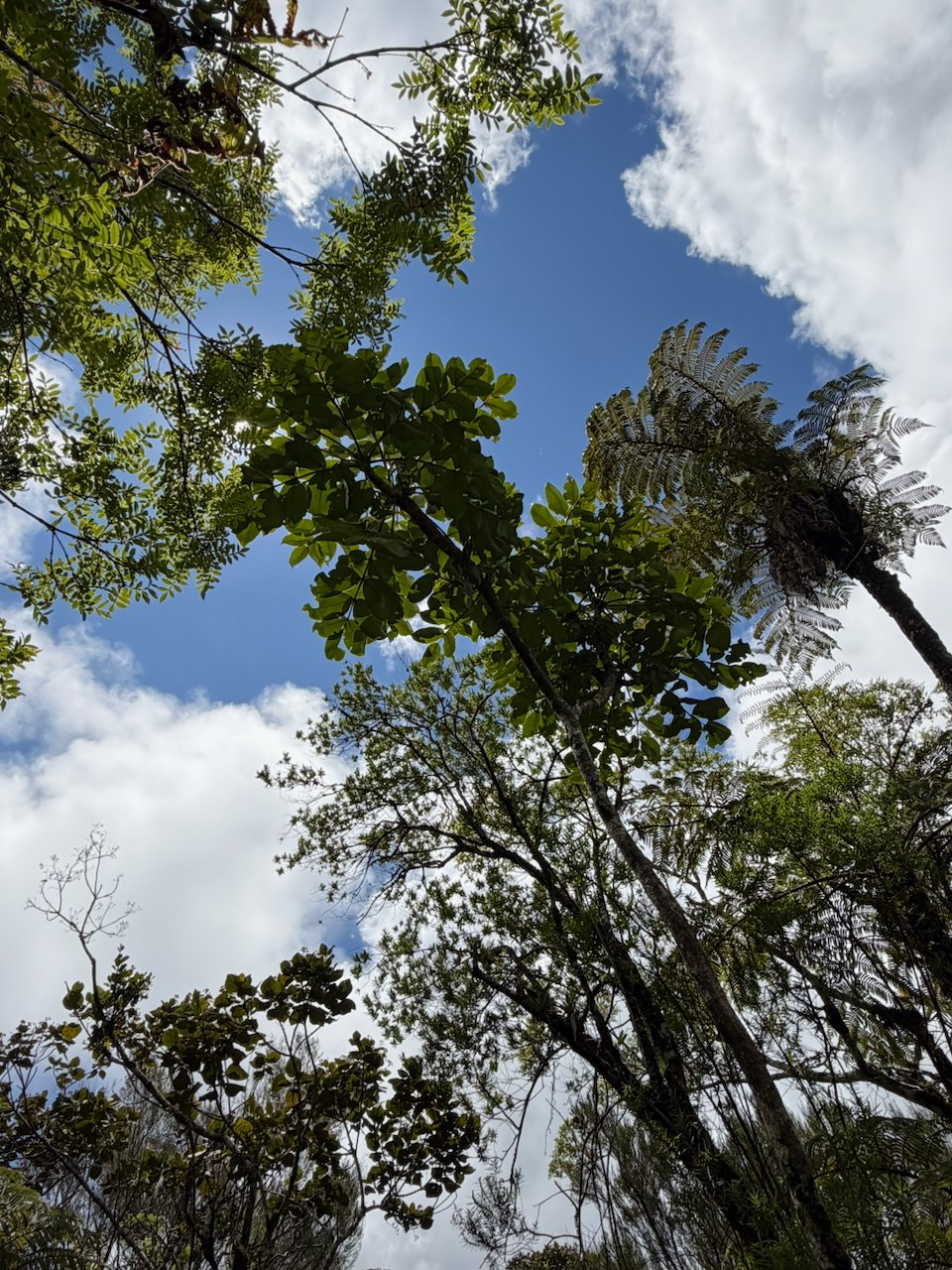 44.3. Polyscias repanda Bois de papaye Araliaceae ENDEMIQUE LA REUNION