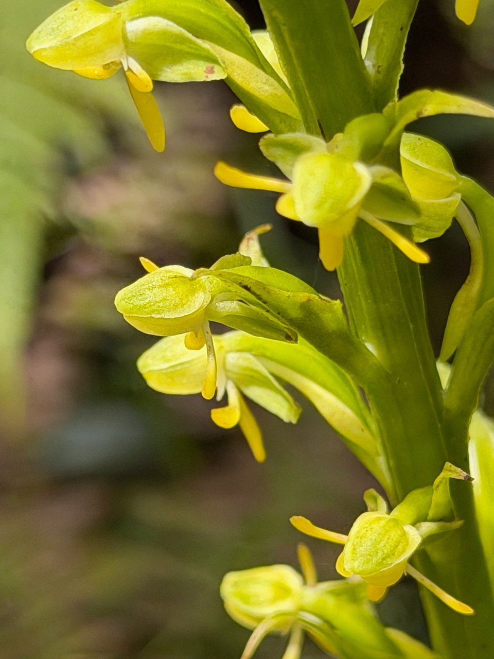 48. Habenaria praealta Orchidaceae INDIGENE LA REUNION