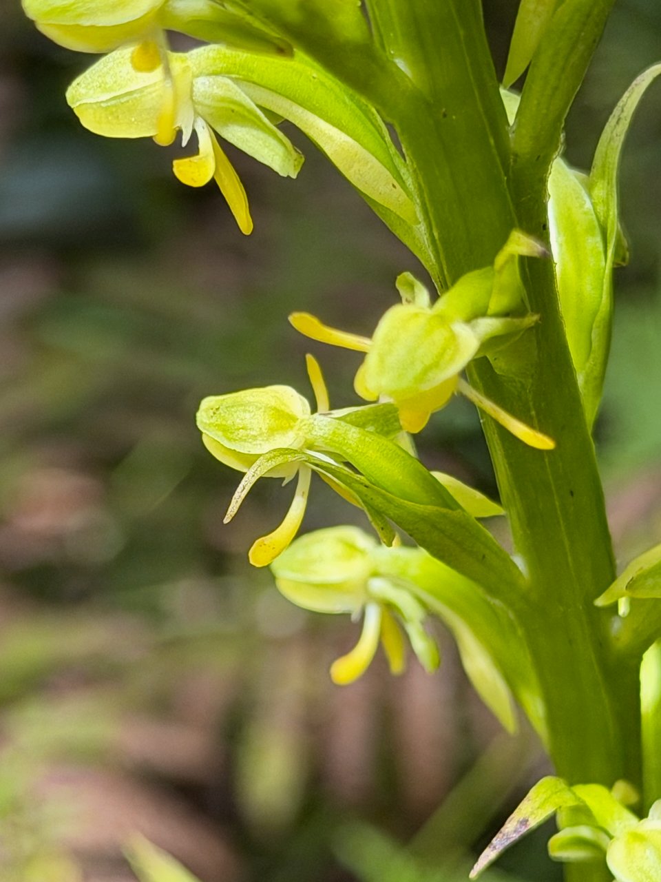 49. Habenaria praealta Orchidaceae INDIGENE LA REUNION