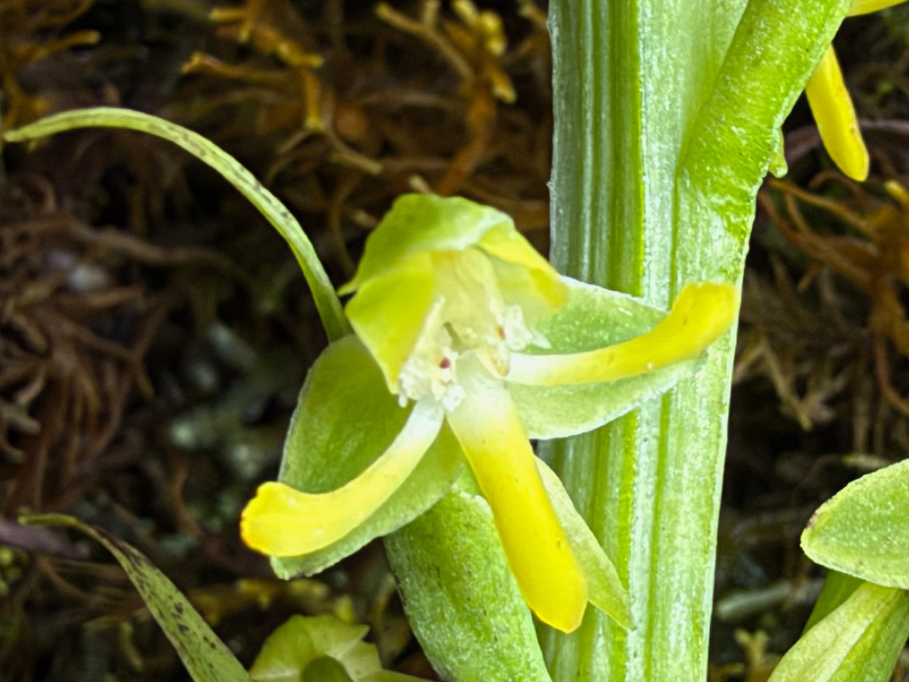51.  Habenaria praealta Orchidaceae INDIGENE LA REUNION