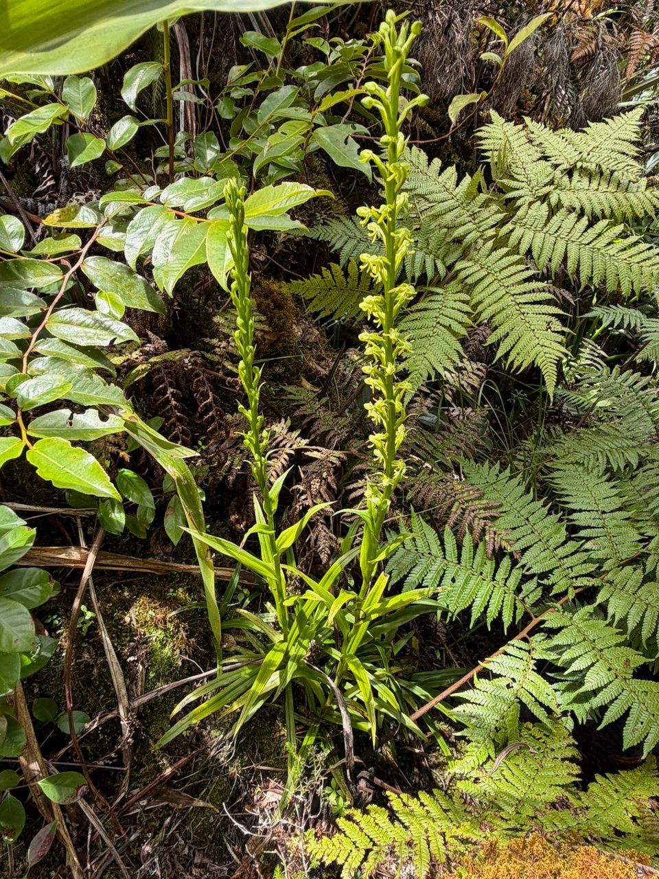 52. Habenaria praealta Orchidaceae INDIGENE LA REUNION