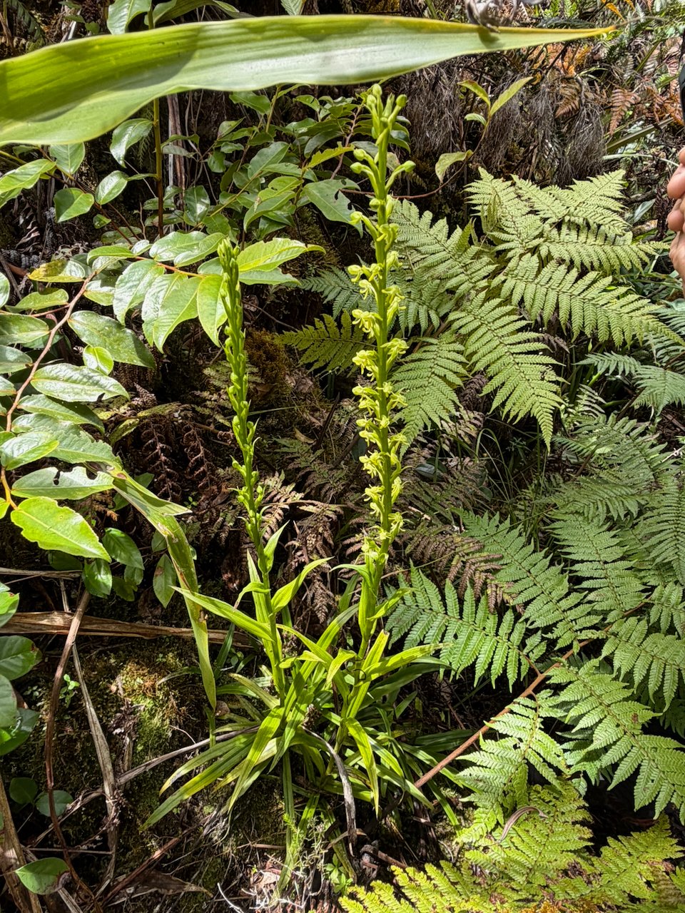 52.2 Habenaria praealta Orchidaceae INDIGENE LA REUNION
