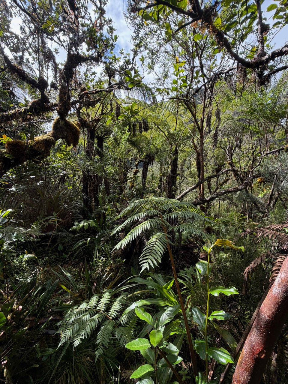 8. Luxuriance de la forêt côté sud