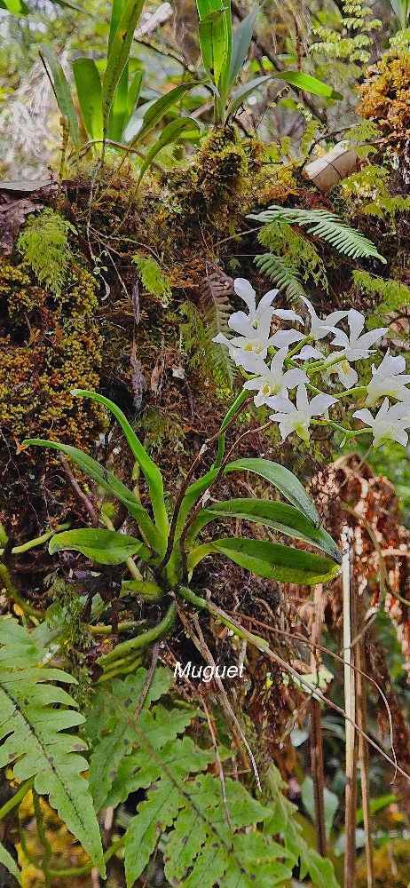 1 Beclardia macrostachya Muguet Orchidaceae INDIGENE LA REUNION 