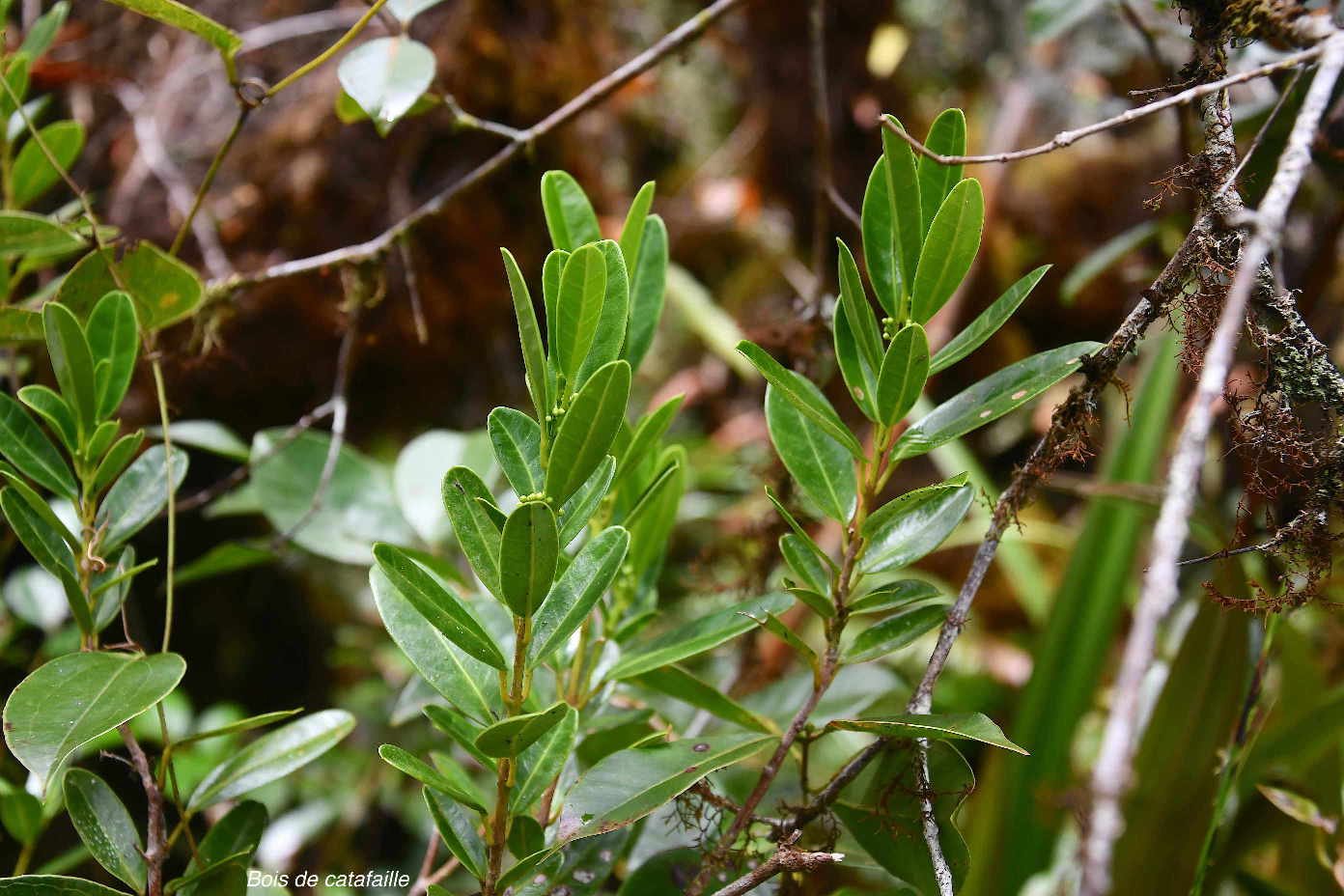 10 Melicope coodeana Bois de catafaille Rutaceae ENDEMIQUE LA REUNION