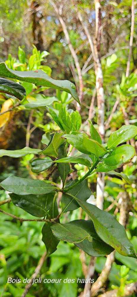 11 Pittosporum senacia subsp.reticulatum Bois de joli coeur des hauts Pittosporaceae ENDEMIQUE LA REUNION