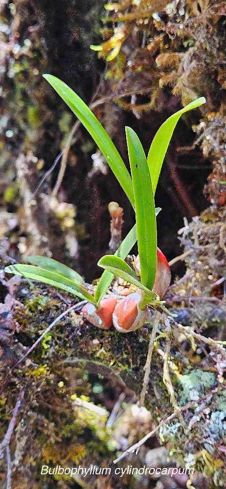 12 Bulbophyllum cylindrocarpum Orchidaceae INDIGENE LA REUNION 