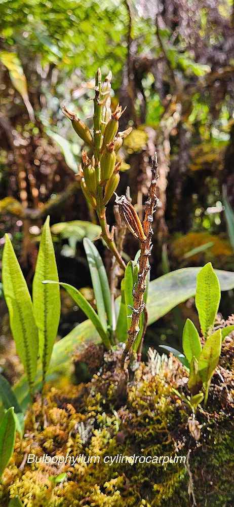 13 Bulbophyllum cylindrocarpum Orchidaceae INDIGENE LA REUNION