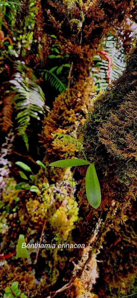 14 Benthamia erinaceae Orchidaceae ENDEMIQUE LA REUNION.
