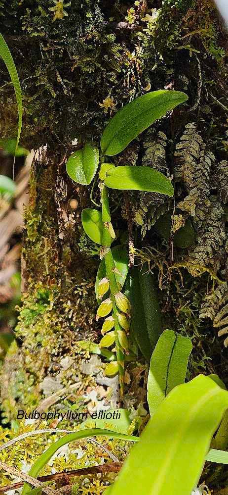 15 Bulbophyllum elliotii Orchidaceae ENDEMIQUE LA REUNION, MAURICE