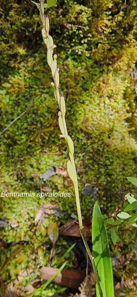 16 Benthamia spiraloides Orchidaceae ENDEMIQUE LA REUNION 