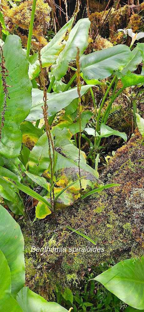 18 Benthamia spiraloides Orchidaceae ENDEMIQUE LA REUNION