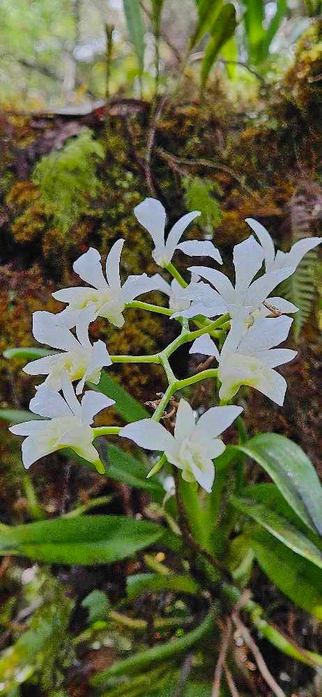 2 Beclardia macrostachya Muguet Orchidaceae INDIGENE LA REUNION 