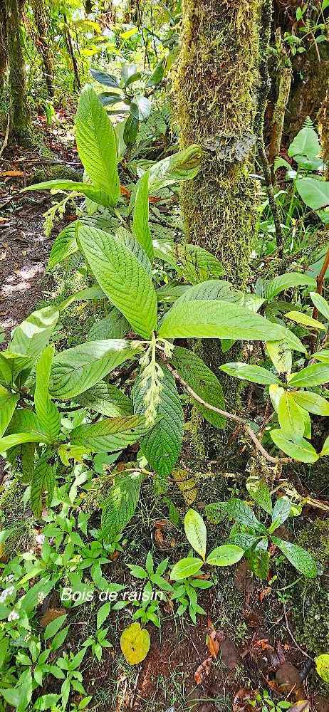 20 Bertiera rufa Bois de raisin Rubiaceae ENDEMIQUE LA REUNION