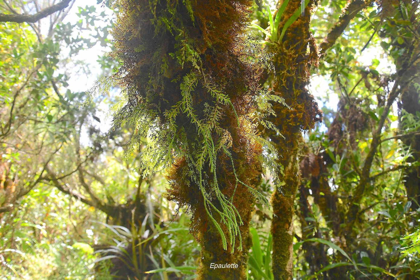 21 Phlegmariurus ophioglossoides Epaulette Lycopodiaceae INDIGENE LA REUNION