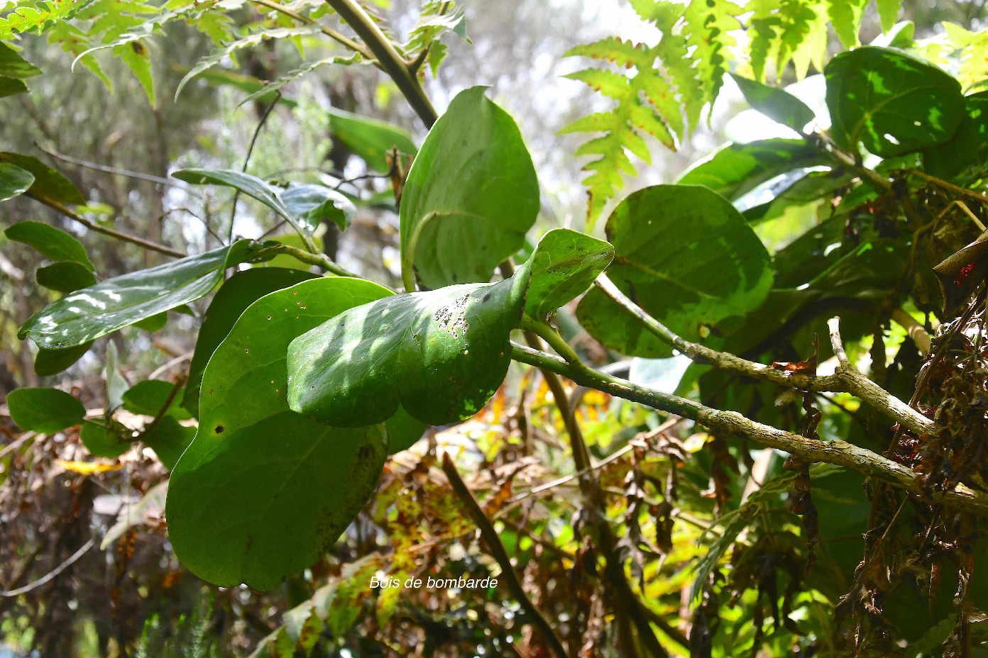 23 Tambourissa crassa Bois de bombarde Monimiaceae ENDEMIQUE LA REUNION
