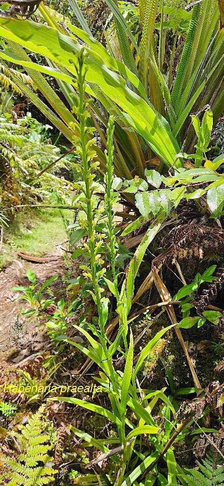 24 Habenaria praealta Orchidaceae INDIGENE LA REUNION 