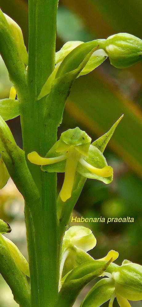 25 Habenaria praealta Orchidaceae INDIGENE LA REUNION 