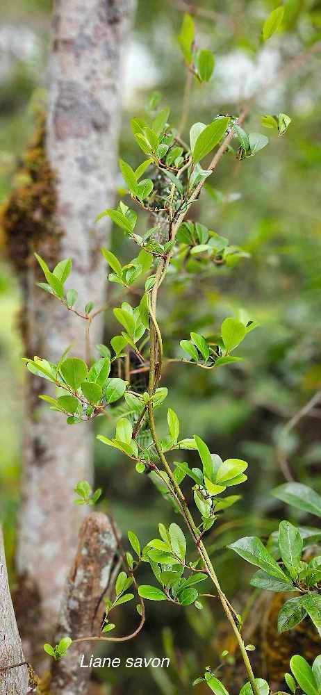 28 Embelia angustifolia Liane savon Primulaceae ENDEMIQUE LA REUNION, MAURICE 