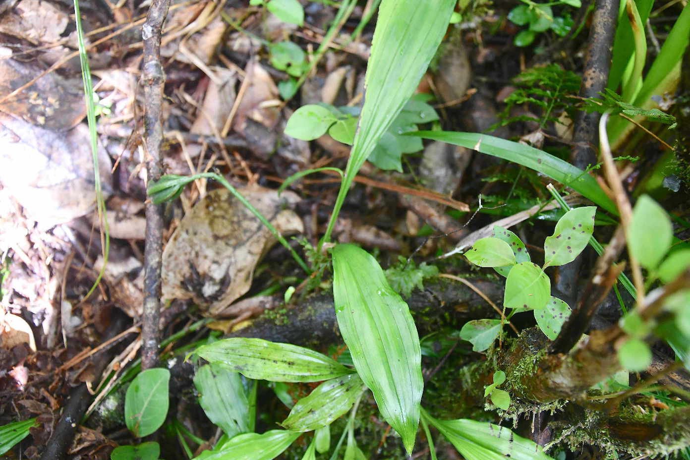 3 Calanthe candida ? Orchidaceae ENDEMIQUE LA REUNION ,MAURICE 