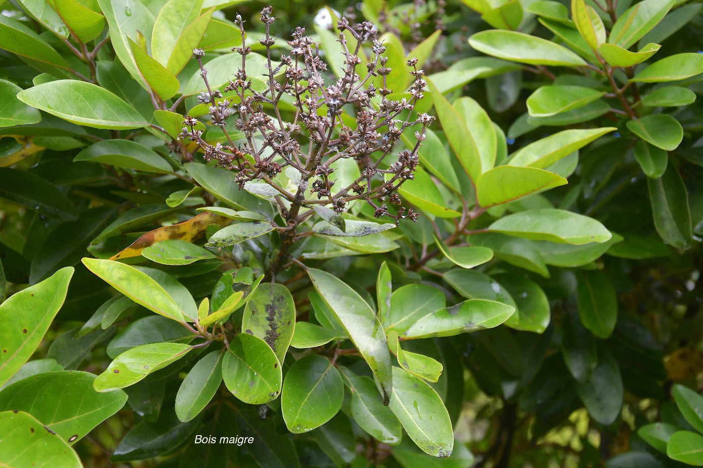 30 Nuxia verticillata Bois maigre Stilbaceae ENDEMIQUE LA REUNION, MAURICE