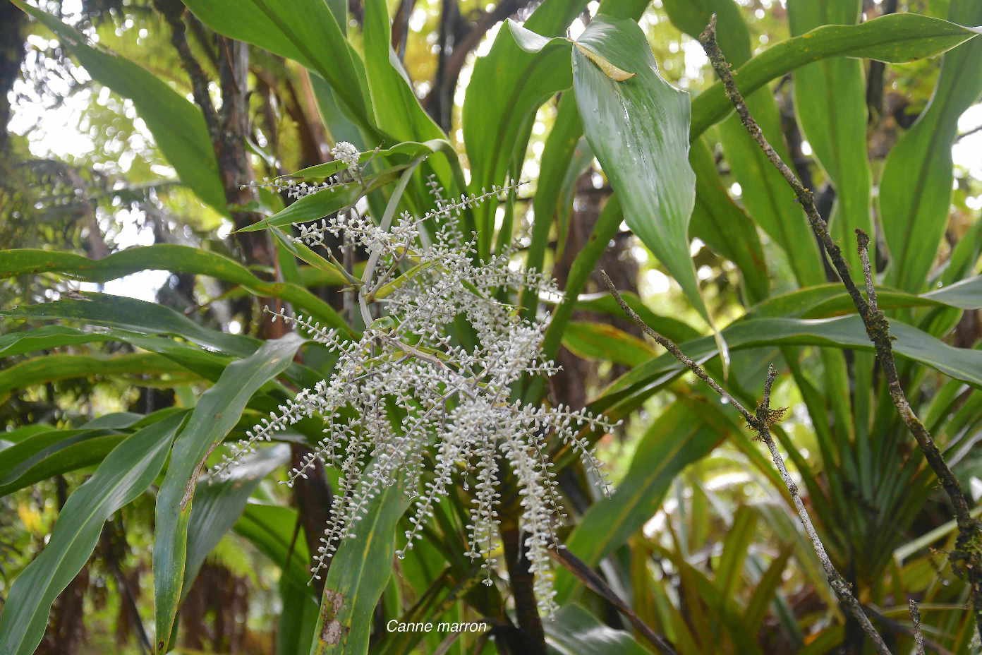 31 Cordyline mauritiana Canne marron Asparagaceae ENDEMIQUE LA REUNON, MAURICE 
