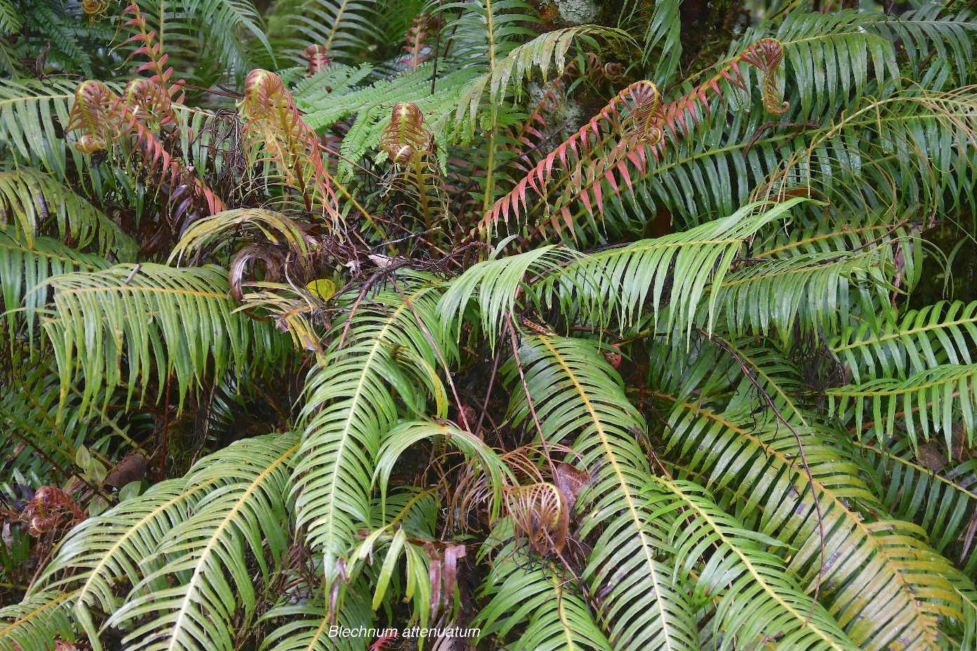 32 Blechnum attenuatum Blechnaceae INDIGENE LA REUNION