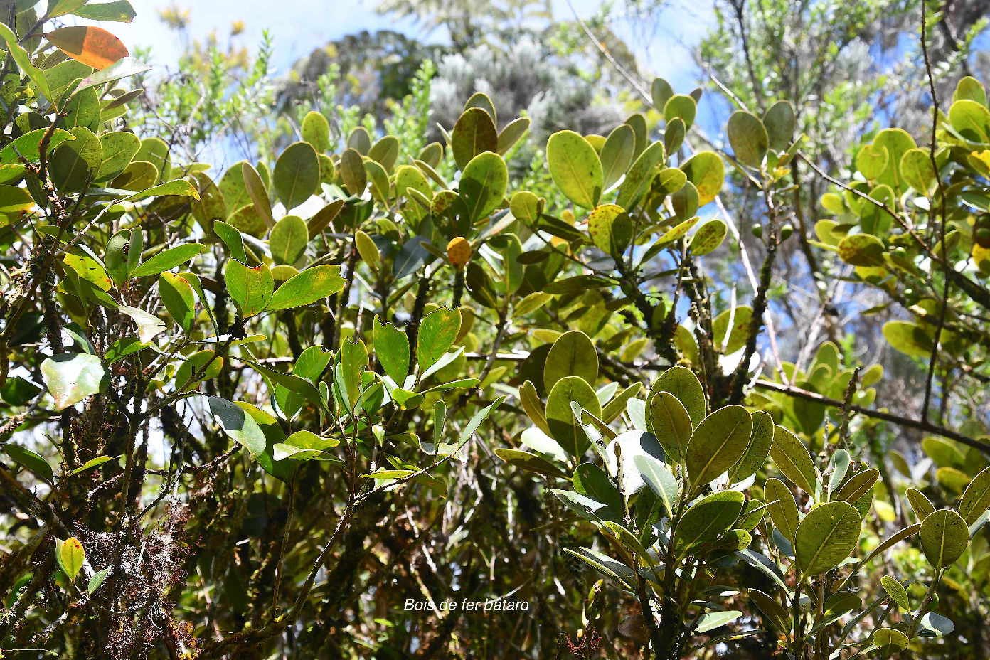33 Sideroxylon borbonicum Bois de fer bâtard Sapotaceae ENDEMIQUE LA REUNION
