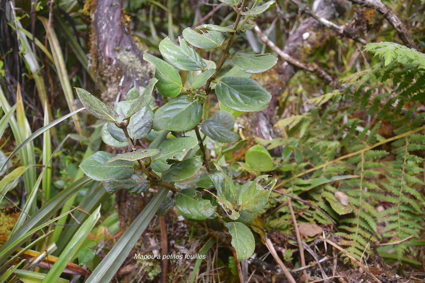 34 Monimia ovalifolia Mapou A petites feuilles Monimiaceae ENDEMIQUE LA REUNION, MAURICE 
