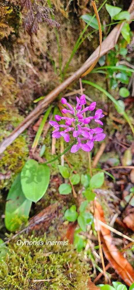37 Cynorkis inermis Orchidaceae ENDEMIQUE LA REUNION, MAURICE