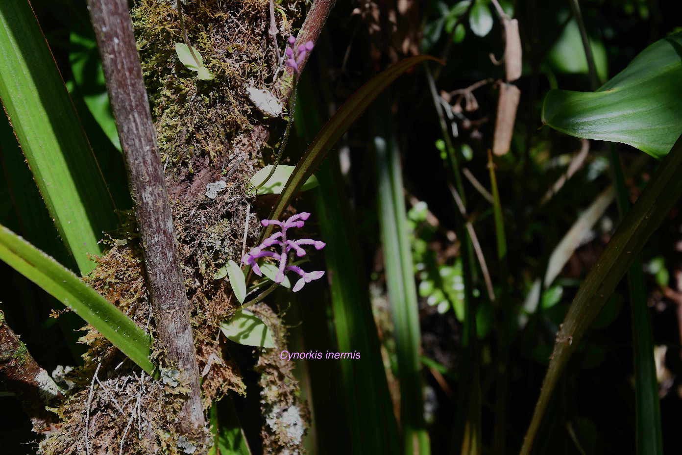 38 Cynorkis inermis Orchidaceae ENDEMIQUE LA REUNION, MAURICE
