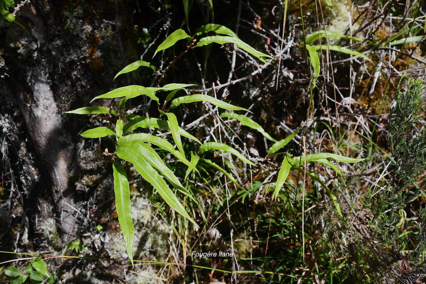 40 Oleandra distenta FOUGERE liane Oleandraceae INDIGENE LA REUNION 