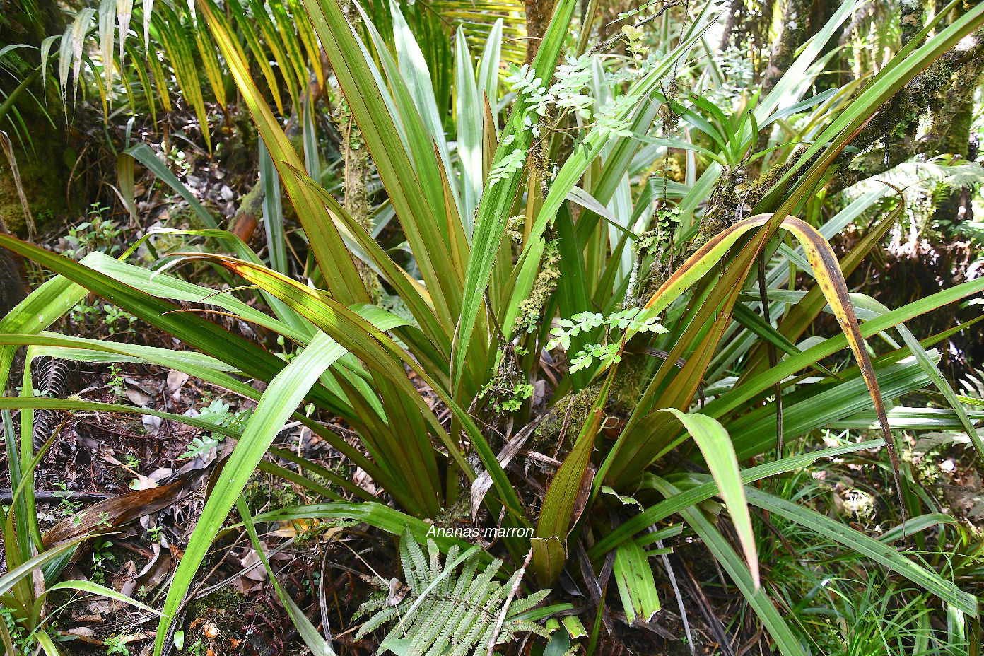 41 Astelia hemichrysa Ananas marron Asteliaceae ENDEMIQUE LA REUNION, MAURICE