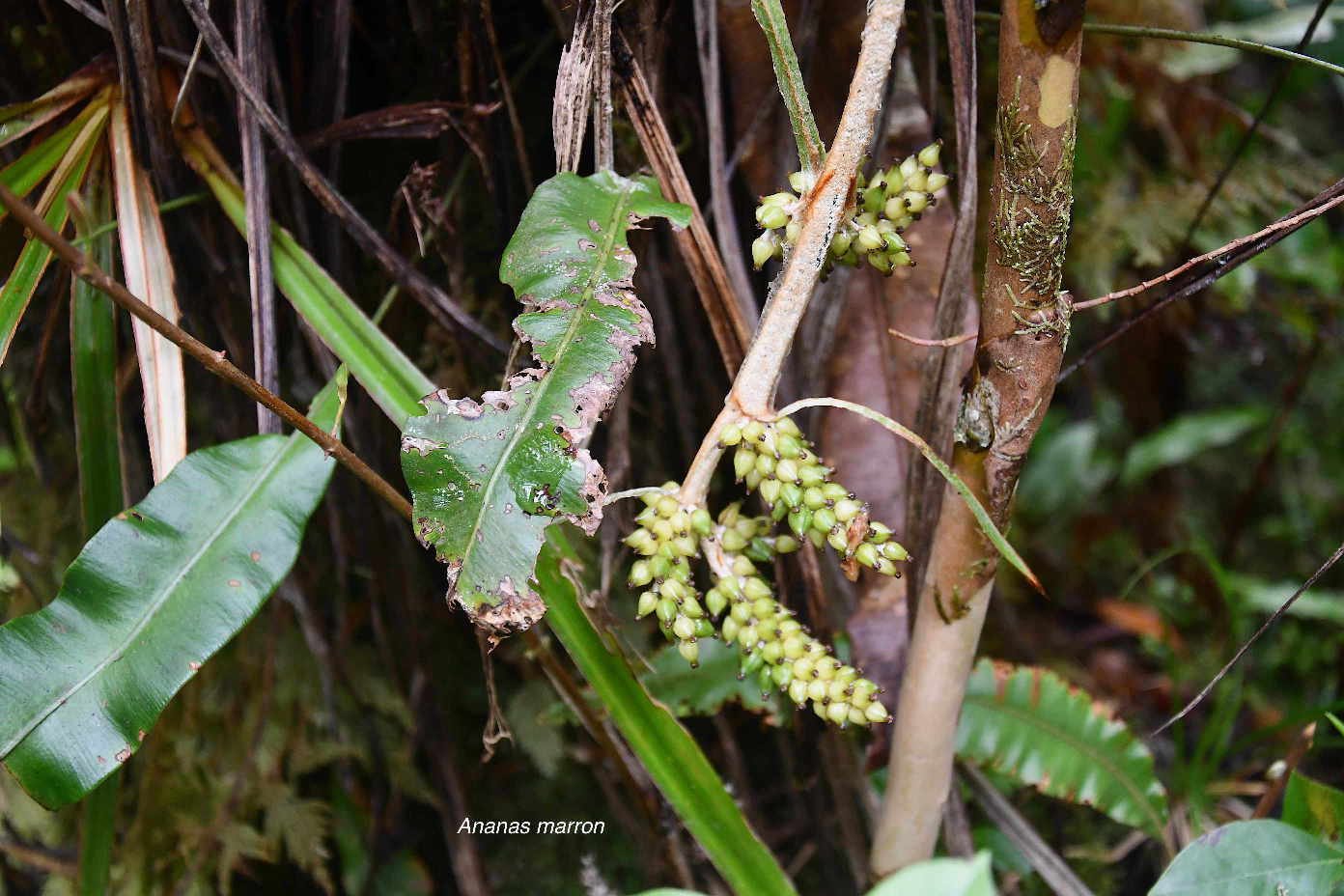 42 Astelia hemichrysa Ananas marron Asteliaceae ENDEMIQUE LA REUNION, MAURICE 