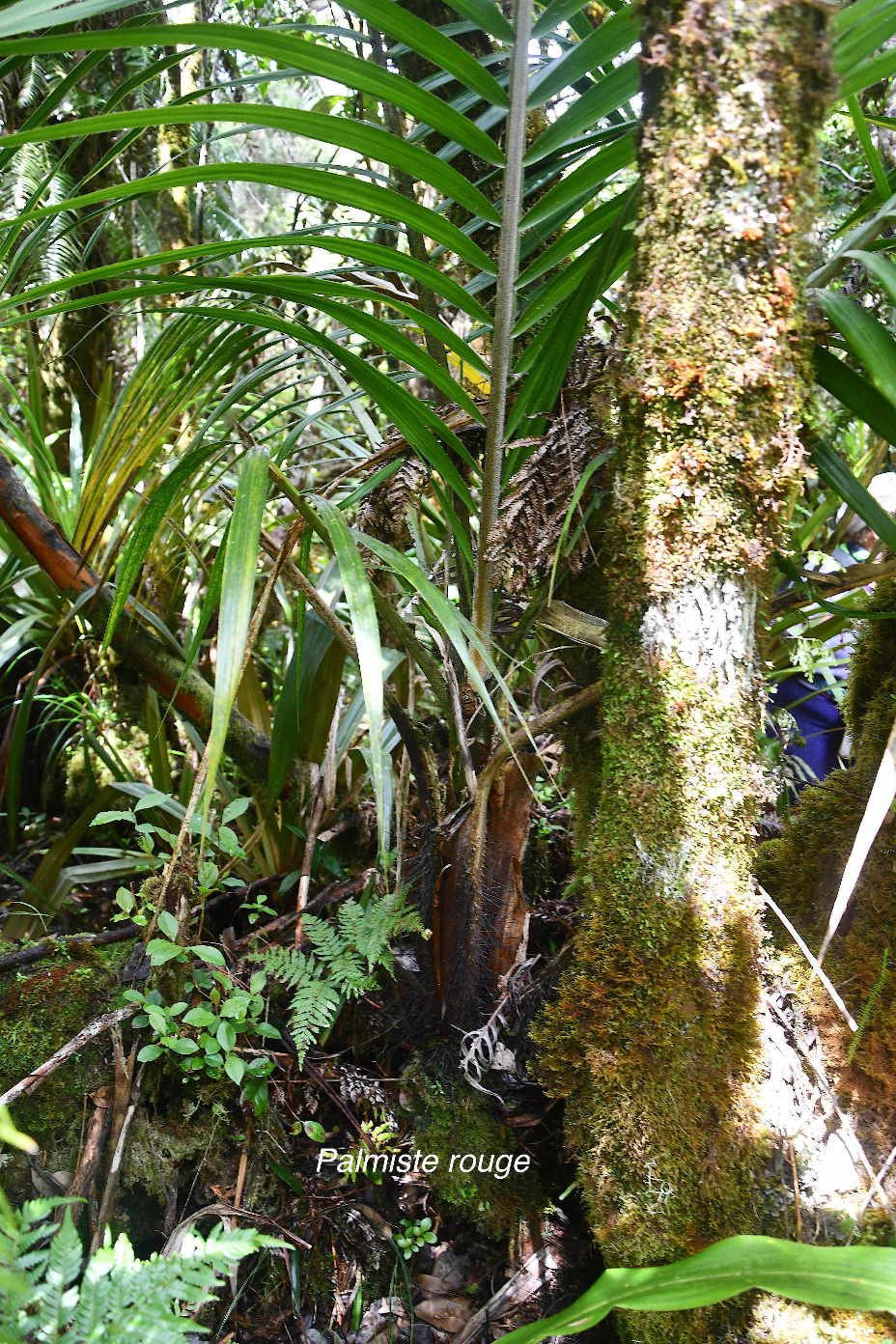 43 Acanthophoenix rubra Palmiste rouge Arecaceae ENDEMIQUE LA REUNION, MAURICE