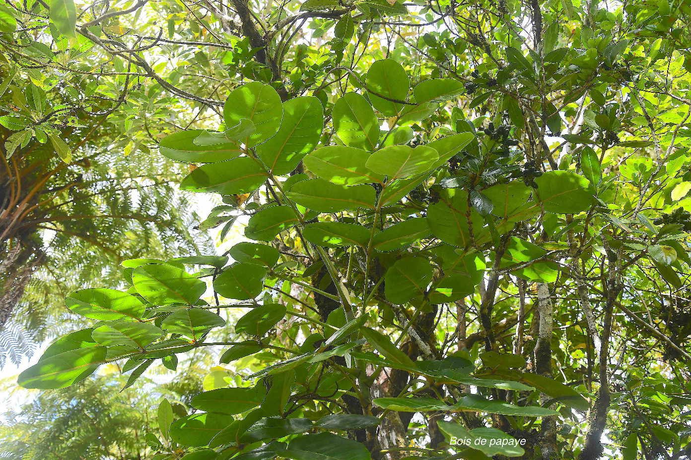 44 Polyscias repanda Bois de papaye Araliaceae ENDEMIQUE LA REUNION 