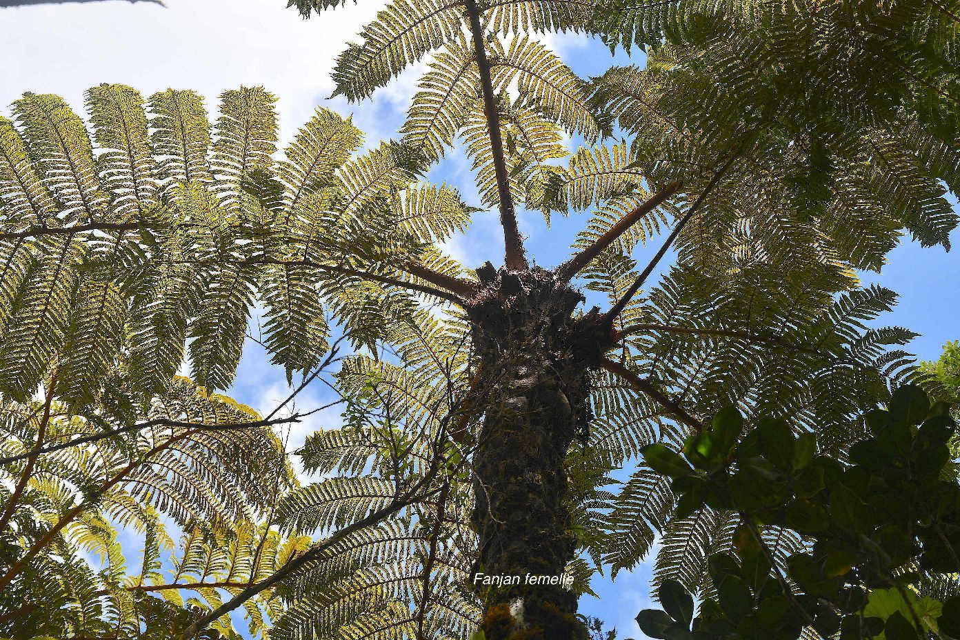 45 Alsophila celsa Fanjan femelle Cyatheaceae ENDEMIQUE LA REUNION, MAURICE