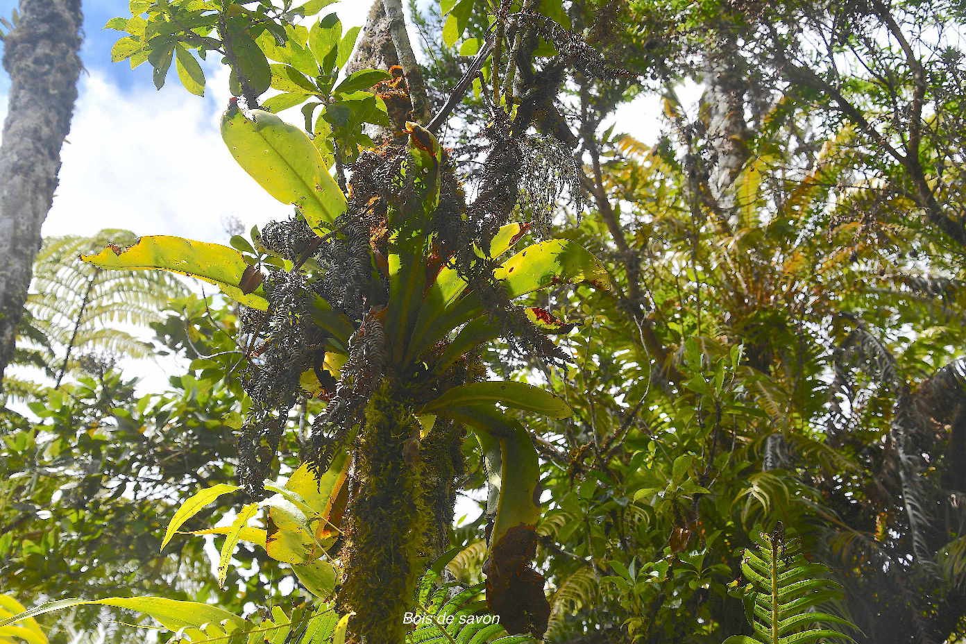 46 Badula borbonica var macrophylla Bois de savon Primulaceae ENDEMIQUE LA REUNION