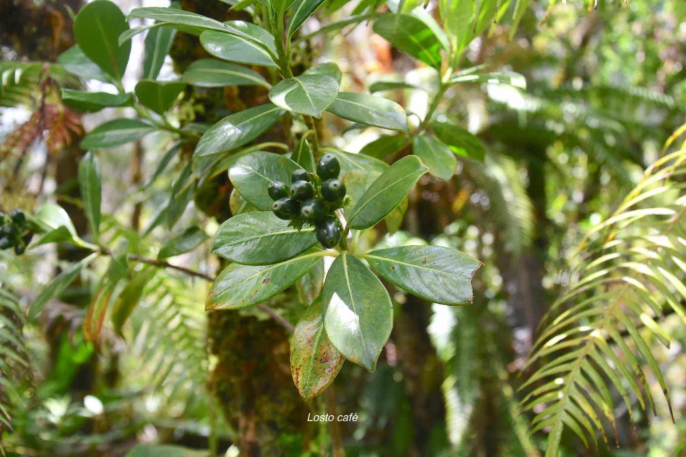 47 Gaertnera vaginata Losto CAFE Rubiaceae ENDEMIQUE LA REUNION 