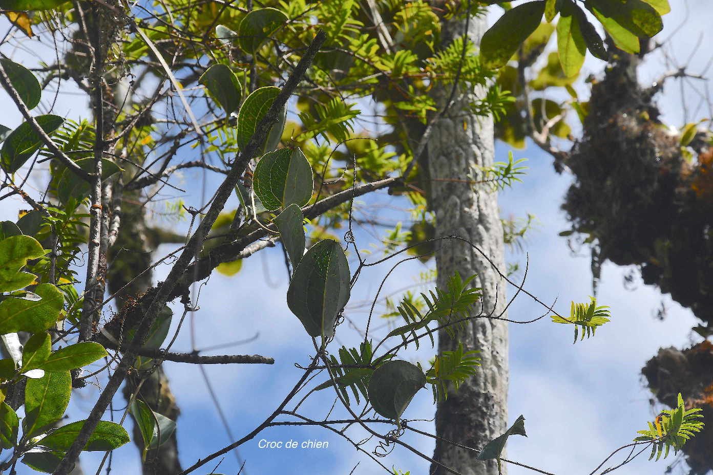48 Smilax anceps Croc de chien Smilacaceae INDIGENE LA REUNION 