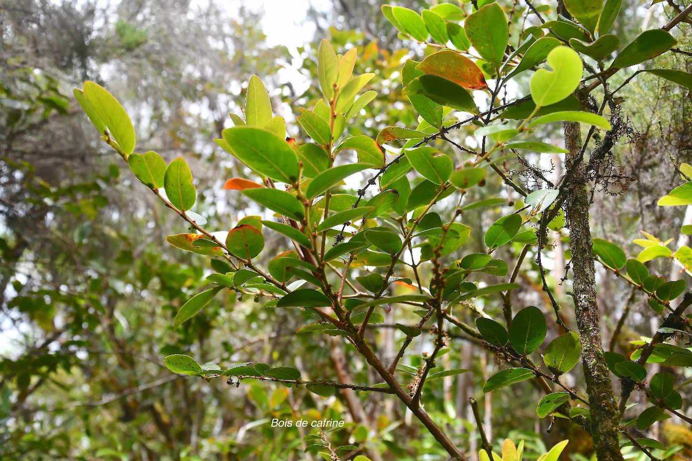 49 Phyllanthus phillyreifolius Bois de cafrine Phyllanthaceae ENDEMIQUE LA REUNION, MAURICE 