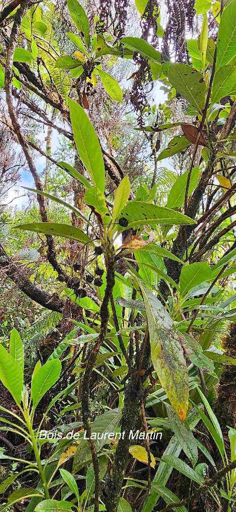 5 Forgesia racemosa Bois de Laurent Martin Escalloniaceae ENDEMIQUE LA REUNION
