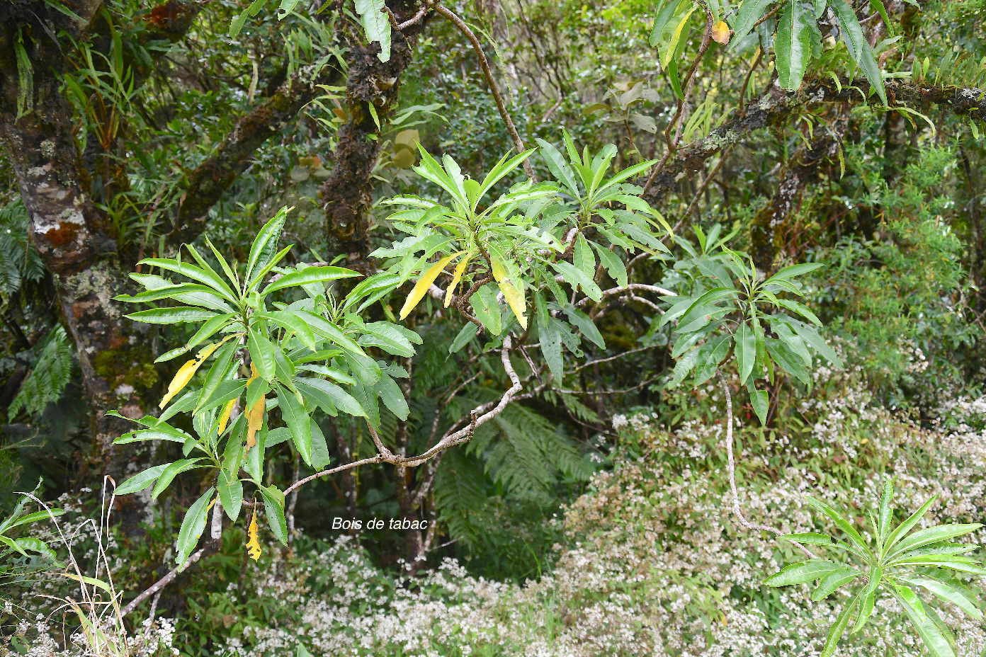 50 Psiadia laurifolia Bois de tabac Asteraceae ENDEMIQUE LA REUNION